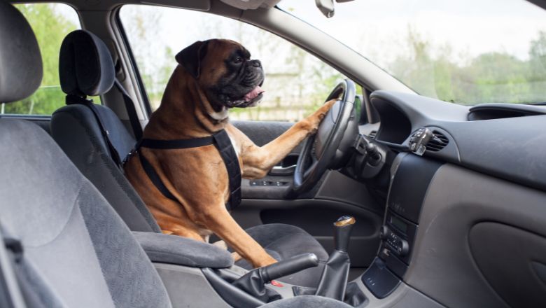 dog sitting in the driver's seat