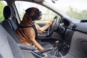 how to remove dog odors from your car