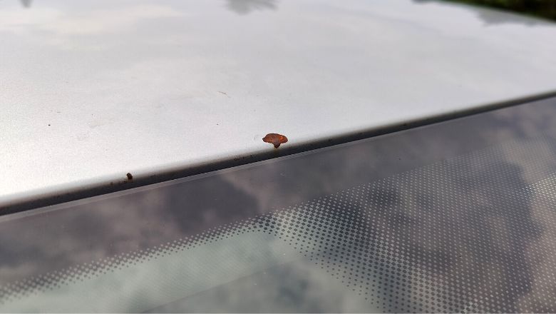 rusty paint chip on a car
