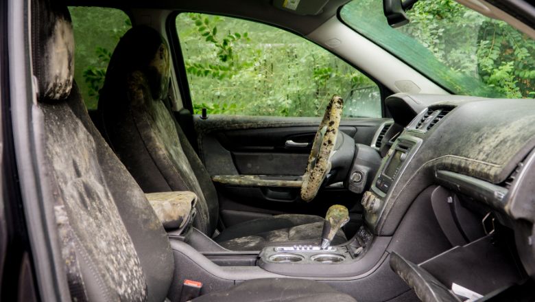 car interior full of mold